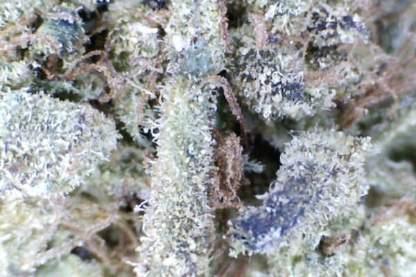 Oreo  by:  Humboldt Farms - Image 7